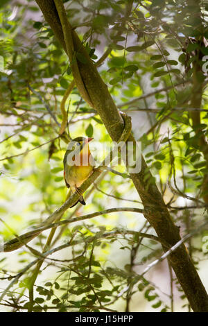 Rosso-fatturati leiothrix (Leiothrix lutea) seduto in un albero nel Parco Nazionale dei Vulcani delle Hawaii sulla Big Island, Hawaii, Stati Uniti d'America. Foto Stock