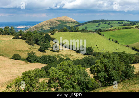 Il Lawley da Willstone Hill nella speranza Bowdler colline vicino a Church Stretton, Shropshire, Inghilterra, Regno Unito. Foto Stock