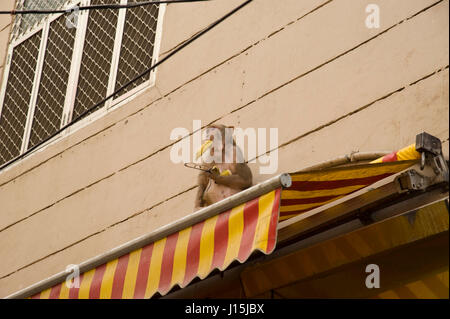 Le scimmie mangiando banana sul tetto, vrindavan Uttar Pradesh, India, Asia Foto Stock