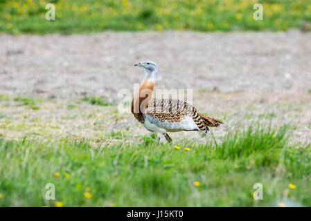 Grande (bustard Otis tarda), maschio Foto Stock