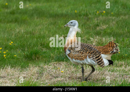 Grande (bustard Otis tarda), parte del Regno Unito schema di reintroduzione. Foto Stock