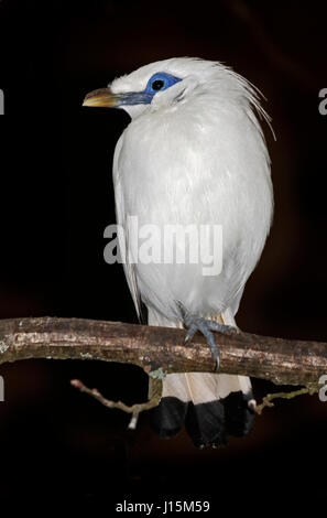 Bali Starling (leucopsar rothschildi) Foto Stock