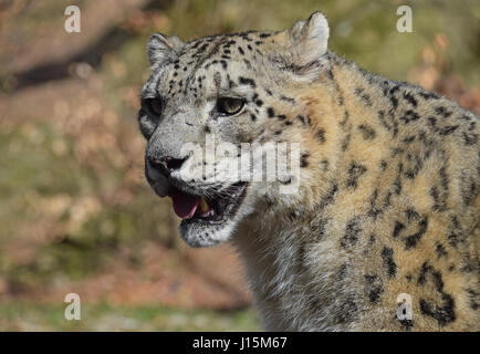 Close up ritratto laterale dei maschi di snow leopard (o oncia, Panthera uncia) guardando lontano dalla fotocamera a basso angolo di visione Foto Stock