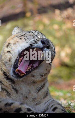 Close up ritratto maschile di snow leopard sbadigli (o oncia, Panthera uncia), a basso angolo di visione Foto Stock