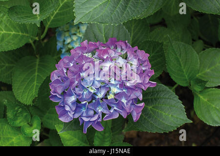 Hydrangea macrophylla, giardino hydrangea giardino botanico di Wroclaw Foto Stock