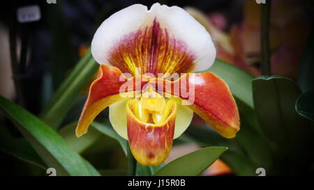 'Bella rari rosso giallo e White Orchid prese ad RHS Mostra delle orchidee. Foto Stock