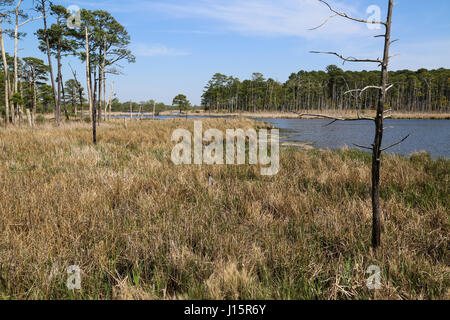Blackwater Wildlife Refuge in Maryland Foto Stock