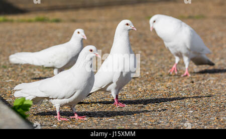 Piccolo gregge di 4 bianco piccioni domestici (Columba livia domestica), cercando simile a colombe bianche e in piedi sul suolo nel West Sussex, in Inghilterra, Regno Unito. Foto Stock