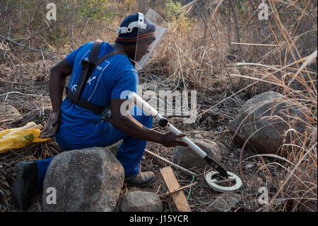 Un alone di fiducia di spazzamento deminer una miniera campo di Cahora Bassa, Mozambico. Il paese è stato dichiarato libero dalle mine nel 2015 Foto Stock