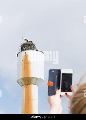 Nido di cicogna sulla cima di una torre di acqua e mani femminili con il cellulare per scattare delle foto Foto Stock
