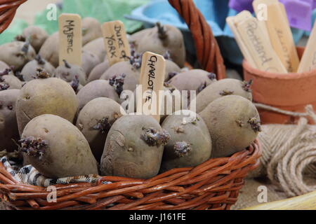 Tuberi seme di patate "Charlotte', 'Majestic" e rosso Duca di York chitted su una finestra siill in un cesto tessuto pronto per piantare in un giardino inglese Foto Stock