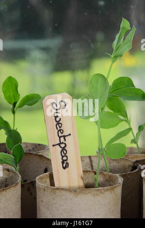 Giovani Lathyrus odoratus 'Spencer" varietà sweet piselli seminati riciclata in rotolo di carta igienica, ampolle di crescere su un davanzale caldo al chiuso e pronto per la messa a dimora di Foto Stock