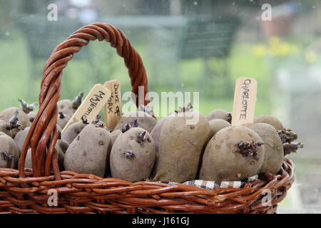 Tuberi seme di patate "Charlotte', 'Majestic" e rosso Duca di York chitting su un soleggiato wam siill finestra in un cestello per piantare in un giardino inglese Foto Stock