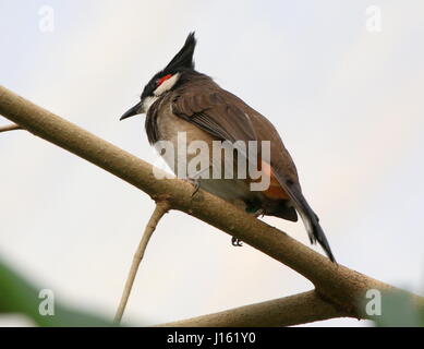 Maschio del Sud Est asiatico-rosso bulbul whiskered (Pycnonotus jocosus) Foto Stock