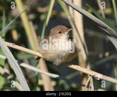 I capretti Reed europea trillo (Acrocephalus scirpaceus) in posa di canne in estate. Foto Stock