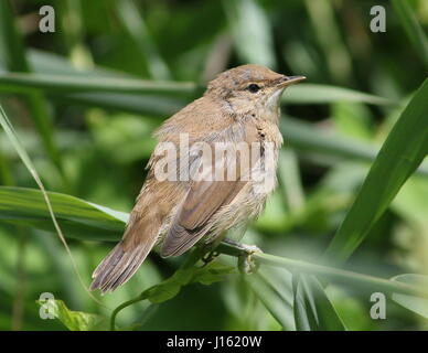 I capretti Reed europea trillo (Acrocephalus scirpaceus) in posa di canne in estate. Foto Stock