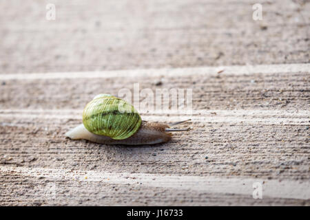 Lumaca strisciando lentamente lungo la strada. Leggi sulla circolazione stradale. Foto Stock