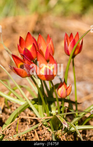 Petali rossi apre per rivelare un nero e giallo occhio nella specie dwarf tulip. Tulipa 'Little Princess' Foto Stock
