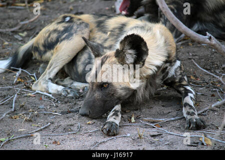 African cani selvatici in appoggio sulle zampe Foto Stock