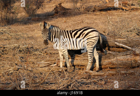 Zebra di guardare direttamente la fotocamera Foto Stock