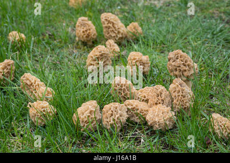 Speisemorchel, Speise-Morchel, Rundmorchel, Rund-Morchel, Morchel, Speisemorcheln, Morcheln, Morchella esculenta, Morellus esculentus, comune morel, m Foto Stock