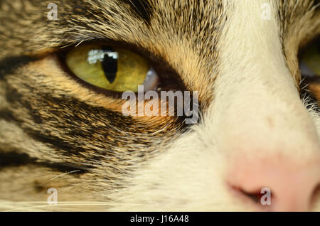 Occhi di gatto, vicino. Foto Stock