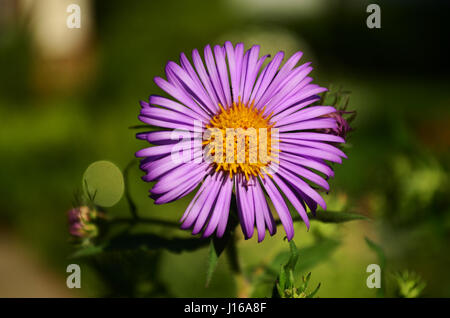 In autunno gli astri in fiore. Foto Stock