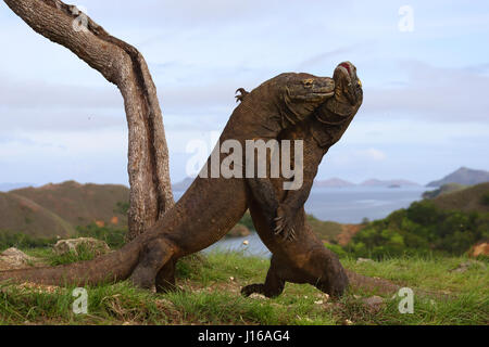 L epica battaglia finale scena da blockbuster attuale mondo giurassico è stato ricreato su un mini scala mediante una coppia di wild draghi di Komodo. Le foto scattate da una distanza di soli dieci metri mostrano due del nostro pianeta più grande rettili andare testa a testa in questa interminabile lotta della durata di due cicli di 30 secondi ciascuno. Nonostante l'aspetto di un film di Hollywood impostare queste foto sono state infatti adottate nel selvaggio. Foto Stock