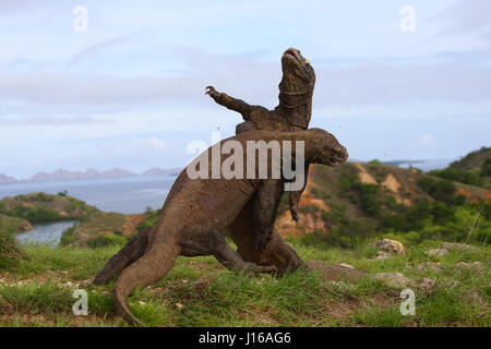 L epica battaglia finale scena da blockbuster attuale mondo giurassico è stato ricreato su un mini scala mediante una coppia di wild draghi di Komodo. Le foto scattate da una distanza di soli dieci metri mostrano due del nostro pianeta più grande rettili andare testa a testa in questa interminabile lotta della durata di due cicli di 30 secondi ciascuno. Nonostante l'aspetto di un film di Hollywood impostare queste foto sono state infatti adottate nel selvaggio. Foto Stock