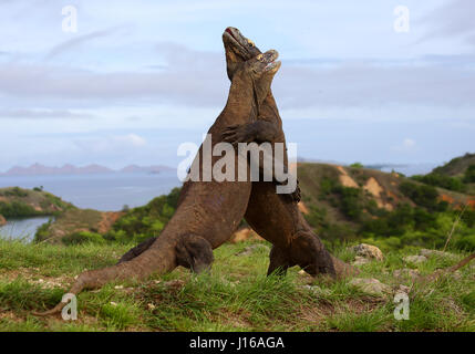L epica battaglia finale scena da blockbuster attuale mondo giurassico è stato ricreato su un mini scala mediante una coppia di wild draghi di Komodo. Le foto scattate da una distanza di soli dieci metri mostrano due del nostro pianeta più grande rettili andare testa a testa in questa interminabile lotta della durata di due cicli di 30 secondi ciascuno. Nonostante l'aspetto di un film di Hollywood impostare queste foto sono state infatti adottate nel selvaggio. Foto Stock