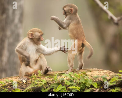 OCALA NATIONAL FOREST, Florida: macaco lotta ha cominciato fuori come un maestro di Kung Fu battaglia prima che uno Cheeky Monkey ha deciso di abbassare i toni afferrando il suo avversario da cavallo. L'occhio-sequenza di irrigazione presi da un fotografo inglese, mostra come la coppia di macachi Rhesus avviato senza esclusione di colpi la lotta, divenne poi distratti da un altro dei loro truppa, prima di rendere più tardi dalla sussurrante delicatamente per ogni altro. Fotografo Graham McGeorge (43) originariamente da Dumfries in Scozia e ora vive a Jacksonville, Florida catturato il momento mentre visitano la banda di scimmia selvatici che hanno Foto Stock