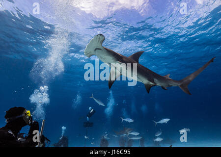 Le Bahamas, CARRIBEAN MARE: uno squalo scrum di coraggiosi deep sea fotografi tutti in lizza per il tiro perfetto di questi potenzialmente letali predatori è stata catturata da un amministratore delegato della società. Classifica come alcune delle più temute bestie di mare, queste immagini mostrano Tiger, limone, Caribbean Reef, grande Hammerhead, Bull e squalo nutrice tutti felicemente a nuotare intorno e che si impegna con il gruppo di intrepidi subacquei. In particolare, un grande Hammerhead può essere visto in posa a fianco a fianco con un subacqueo, mentre altri squali sono totalmente a vostro agio prendendo esca da parte di un subacqueo in immersione e provenienti in stretta per indagare l'attrezzatura della telecamera Foto Stock