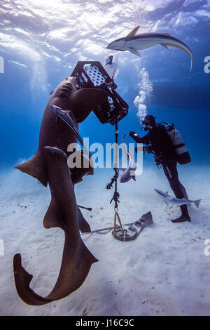 Le Bahamas, CARRIBEAN MARE: uno squalo scrum di coraggiosi deep sea fotografi tutti in lizza per il tiro perfetto di questi potenzialmente letali predatori è stata catturata da un amministratore delegato della società. Classifica come alcune delle più temute bestie di mare, queste immagini mostrano Tiger, limone, Caribbean Reef, grande Hammerhead, Bull e squalo nutrice tutti felicemente a nuotare intorno e che si impegna con il gruppo di intrepidi subacquei. In particolare, un grande Hammerhead può essere visto in posa a fianco a fianco con un subacqueo, mentre altri squali sono totalmente a vostro agio prendendo esca da parte di un subacqueo in immersione e provenienti in stretta per indagare l'attrezzatura della telecamera Foto Stock