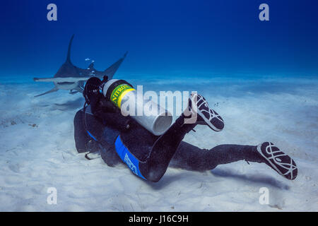 Le Bahamas, CARRIBEAN MARE: uno squalo scrum di coraggiosi deep sea fotografi tutti in lizza per il tiro perfetto di questi potenzialmente letali predatori è stata catturata da un amministratore delegato della società. Classifica come alcune delle più temute bestie di mare, queste immagini mostrano Tiger, limone, Caribbean Reef, grande Hammerhead, Bull e squalo nutrice tutti felicemente a nuotare intorno e che si impegna con il gruppo di intrepidi subacquei. In particolare, un grande Hammerhead può essere visto in posa a fianco a fianco con un subacqueo, mentre altri squali sono totalmente a vostro agio prendendo esca da parte di un subacqueo in immersione e provenienti in stretta per indagare l'attrezzatura della telecamera Foto Stock