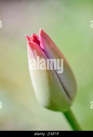 Pink Tulip flower bud isolato in un caldo sole di mattina, con luce colori primaverili in soft focus in background. Foto Stock