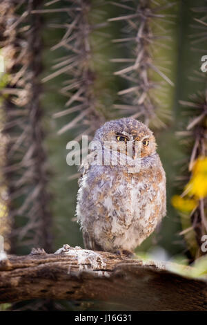 Cavalli selvaggi nella parte inferiore del fiume sale Tonto National Forest vicino a Mesa, Arizona USA Foto Stock