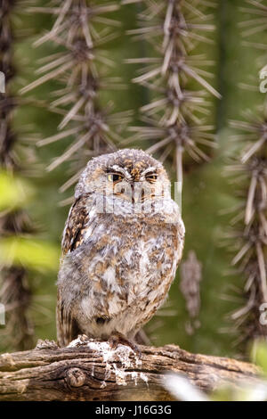 Gufo nella foresta nazionale di Lower Salt River Tonto vicino a Mesa, Arizona USA Foto Stock