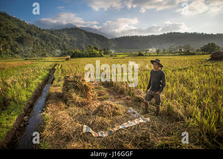 Operaio della Rice Field a West Sumatra, Indonesia Foto Stock