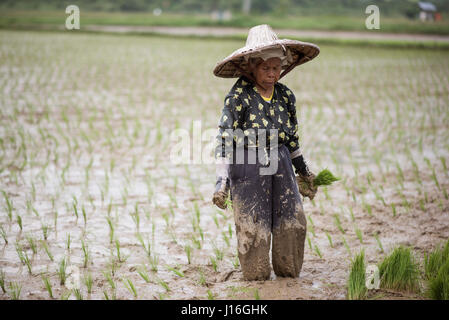 Una donna che lavora in Un campo di riso nella Harau Valley, Sumatra, Indonesia Foto Stock