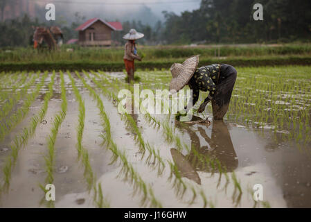Lavoratrici che lavorano in Un campo di riso nella Harau Valley, Sumatra, Indonesia Foto Stock