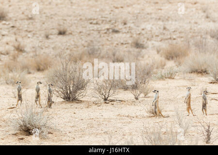 Meerkats nel deserto del Kalahari in Botswana Foto Stock