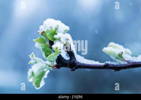 La molla il ramo di un albero verde con foglie giovani è coperto di neve sotto una nevicata Foto Stock