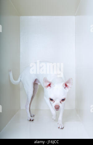 Un Chihuahua bianco su uno sfondo bianco. Foto Stock