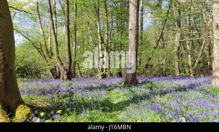 Bluebell boschi a Crowthorne, Berkshire REGNO UNITO Foto Stock