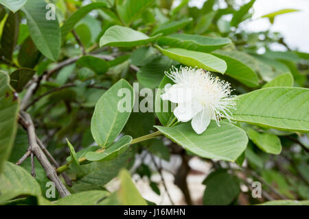 Comune di guaiava (Psidium guajava) fiore su albero Foto Stock