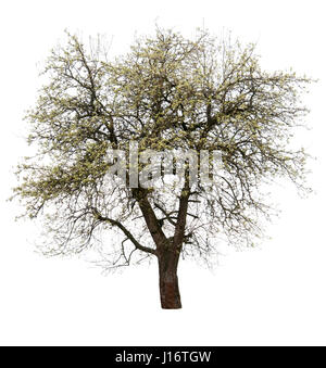 Fioritura pear tree isolati su sfondo bianco Foto Stock