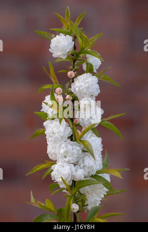 Bussola cinese ciliegio (Prunus glandulosa 'Alba Plena"). Blossom su arbusti ornamentali nella famiglia delle Rosacee, nativo di Cina, aka la prugna cinese Foto Stock
