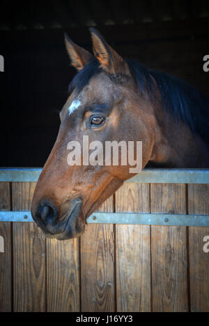 Bay testa di cavallo guardando fuori del suo stabile Foto Stock