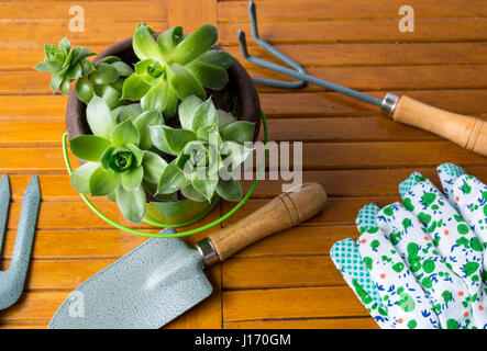 Utensili da giardinaggio e semprevivo pianta in vaso su un tavolo Foto Stock