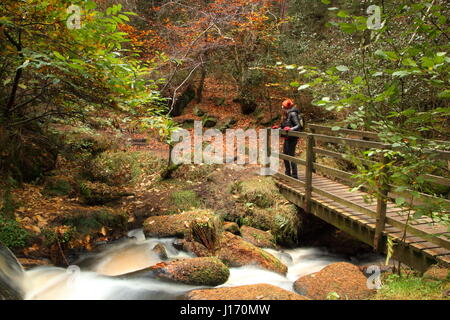 Il camminatore femmina su un sentiero ammirando splendide fogliame di autunno in scenic Wyming Brook riserva naturale, Sheffield city's Peak District Regione,Inghilterra REGNO UNITO Foto Stock